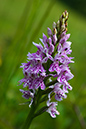 Spotted-orchid_Common_LP0005_94_Howell_Hill